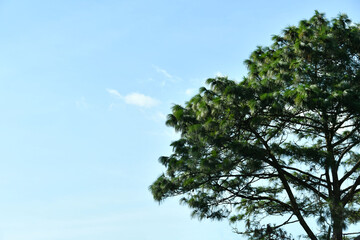 Obraz premium Árbol frondoso y al fondo un cielo azul despejado, toma vertical, espacio para texto al lado izquierdo.