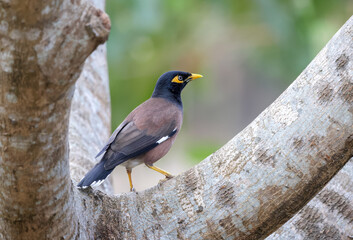 Fototapeta premium Common myna bird is sitting on a tree.common myna or Indian myna, sometimes spelled mynah, is a bird in the family Sturnidae, native to Asia.