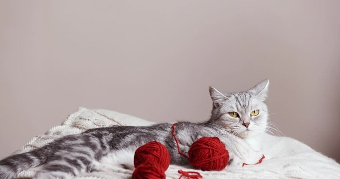 beautiful, gray british cat alone on a light background with balls of thread
