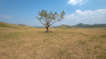 Obraz premium A lone tree stands in a dry, barren field