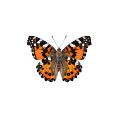 Fototapeta premium Painted Lady Butterfly: A vibrant Painted Lady butterfly with its distinctive orange, black, and white markings, sits with its wings outstretched in a graceful, delicate pose.