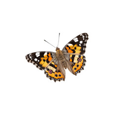 Painted Lady Butterfly: A vibrant Painted Lady butterfly with intricate wing patterns and vivid orange, black, and white coloration, in mid-flight with wings fully extended.