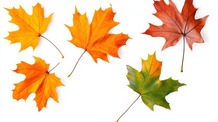 Colorful Autumn Maple Leaves Isolated on White Background