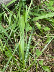 Grass Morning Dew Water Drops Nature Green Closeup