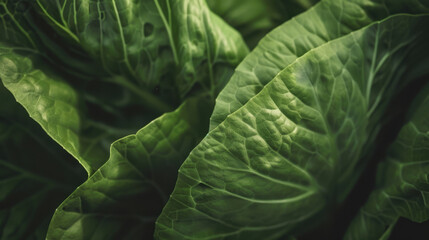Obraz premium green leaves background