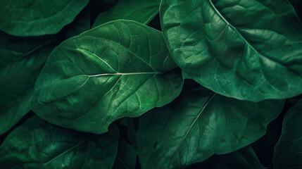 Fototapeta premium green leaves background