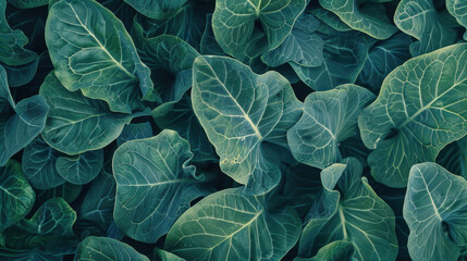Obraz premium green leaves background