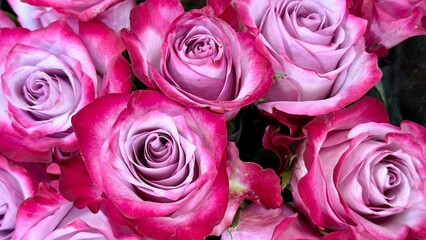 pink roses bouquet, Fort Worth, Texas, USA