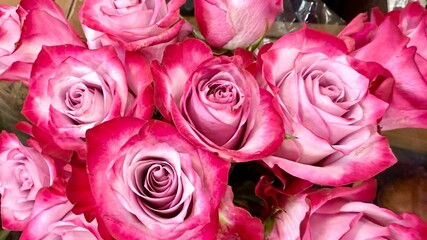 pink roses bouquet, Fort Worth, Texas, USA