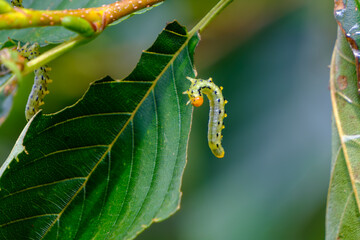 葉にとまる鮮やかな毛虫