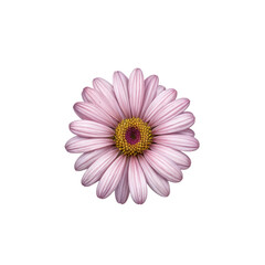 Obraz premium Pale Pink Daisy: A single, delicate pale pink daisy with a vibrant yellow center, captures the essence of simple beauty and tranquility.