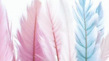 multicolour place feathers abstract feather copy text colors minimal closeup image space background beautiful pastel fluffy composition vertical colorful tropical yellow orange unique plumage - Powered by Adobe
