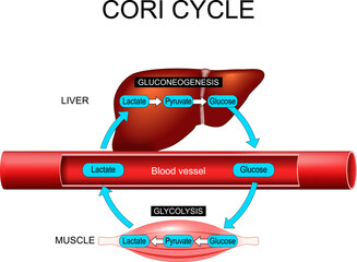 Cori cycle. glycolysis and gluconeogenesis.