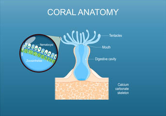 Coral anatomy. Cross section and structure of a polyp.