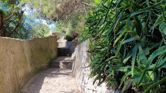 Aloe vera plants grow along the Sentiero dei Limoni or Path of Lemons