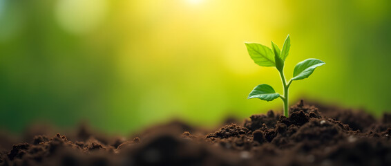 Green Plant Emerging from the Ground in Warm Sunlight