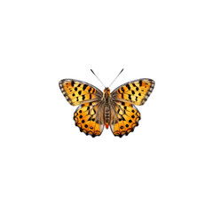 Fototapeta premium Speckled Beauty: A vibrant orange and black butterfly with delicate wings, showcasing intricate patterns, is ready to take flight, captivating with its fragile beauty. 