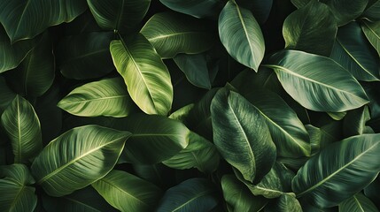 Green foliage creating lush tropical rainforest canopy background