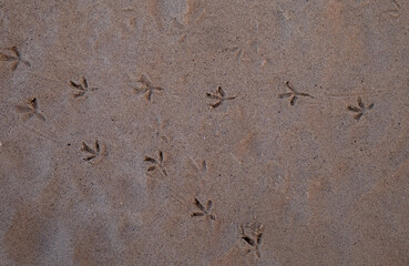 Bird footprints in wet sand. Natural texture pattern. Beach and wildlife concept