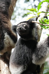 Close up headshot of an Indri indri, the worlds biggest lemur living in Madagascar, Africa