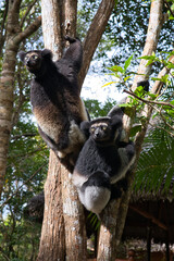 two Indris climbing in a tree in their natural environment in Madagascar