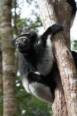 Close up headshot of an Indri indri, the worlds biggest lemur living in Madagascar, Africa