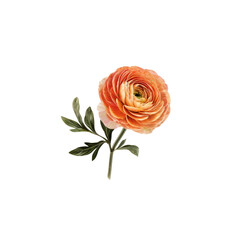 Fototapeta premium Single Peach Ranunculus: A delicate peach-colored ranunculus with a contrasting white center blooms gracefully against a simple, elegant background.