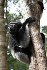 Close up headshot of an Indri indri, the worlds biggest lemur living in Madagascar, Africa