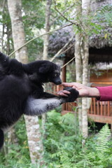 wild living Indri grabbing curiously the hand of a human 