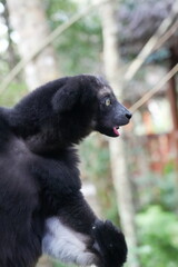 Close up headshot of an Indri indri, the worlds biggest lemur living in Madagascar, Africa