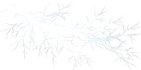 branches of a tree in snow