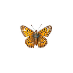 Obraz premium Golden Ringlet Butterfly: A detailed close-up of a striking golden ringlet butterfly, showcasing its intricate wing patterns and delicate features. The vibrant orange and brown hues are captivating.