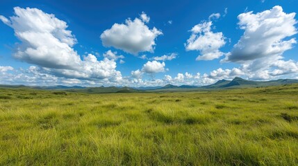 Obraz premium Serene grassy plains under a blue sky with fluffy clouds; ideal for travel brochures