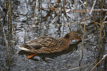 A duck swims in the thickets and looks for food.