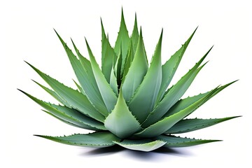 Fototapeta premium Agave Plant Isolated on White Background with Clipping Path. Tropical Drought Tolerant Plant with Sharp Thorns for Nature and Green Concepts