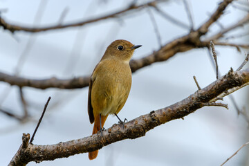 枝にとまるジョウビタキのメス
