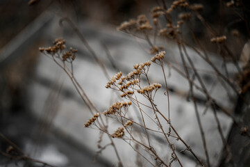Dry plants against the background of a wooden swing