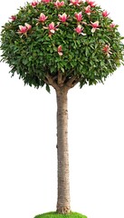 Fototapeta premium A single magnolia tree in full bloom with a canopy of pink flowers, isolated on a plain white canvas