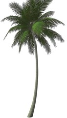 A tall tropical palm tree with wide, arching fronds and a slim trunk, highlighted on a seamless white backdrop
