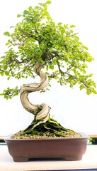 A minimalist bonsai tree with a twisted trunk and fine branches, displayed on a bright white canvas