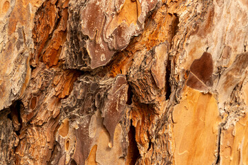 Maritime Pine, Pinus pinaster trunk symbol. Texture made of maritime pine tree bark. Beautiful Maritime Pine, Pinus pinaster trunk background. Conceptual image. Peaceful nature.