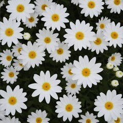 Fototapeta premium white flowers isolated