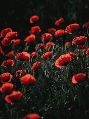 Field of red poppies