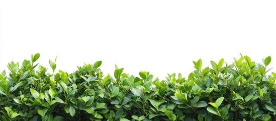 Green leafy hedge with vibrant foliage against a white background with Copy Space for text placement