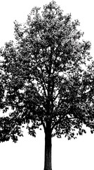 A tall oak tree with a straight trunk and intricate bark patterns, surrounded by lush leaves on a solid white background