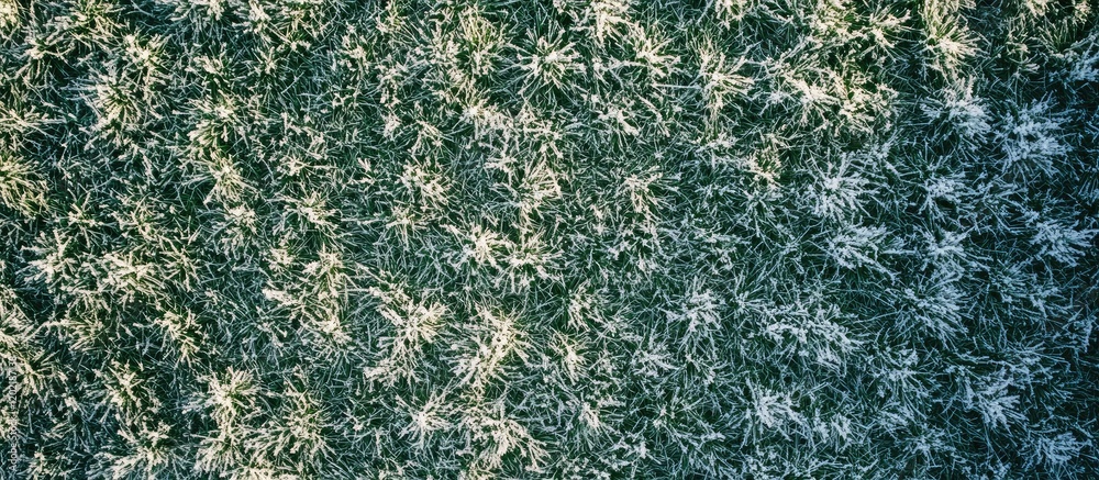 Poster close-up of frost-covered grass with detailed texture and patterns in natural light, copy space avai