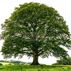 A magnificent oak tree with a broad canopy of leaves and a deeply textured trunk, centered on a white background