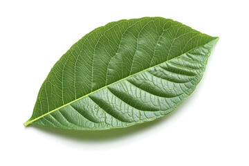 Fototapeta premium A single guava leaf isolated on a white background