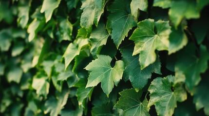 Green ivy leaves background with soft focus and natural lighting featuring copy space for text placement