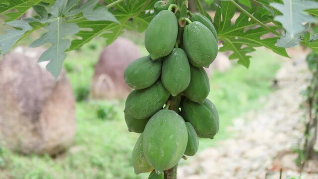 Clusters of green papaya fruits hang from their sturdy trunks.